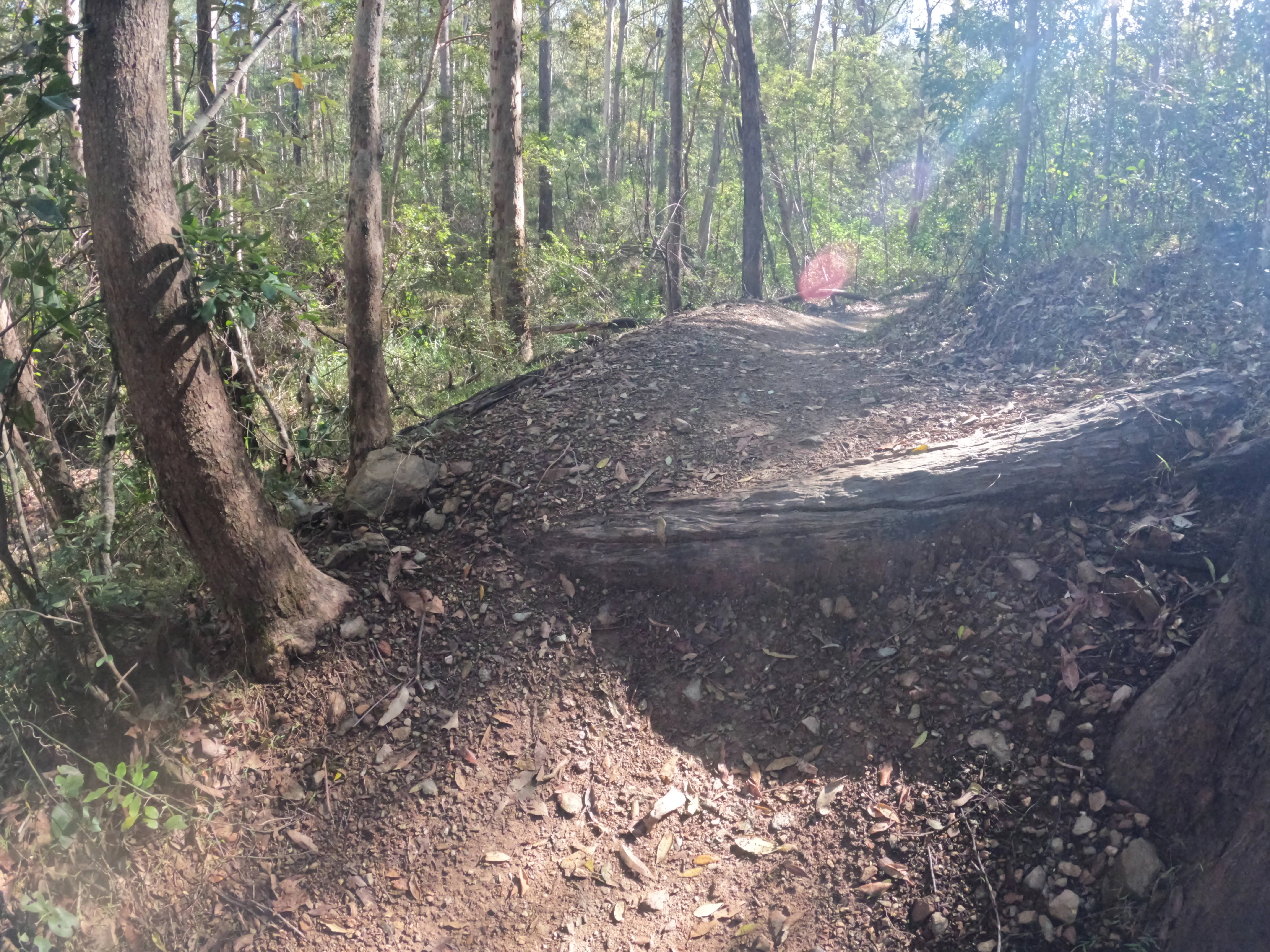 Photo of mountain bike trail with glare and lens flare